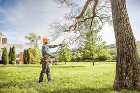 Best Fruit Tree Pruning  in Johnstonville, CA
