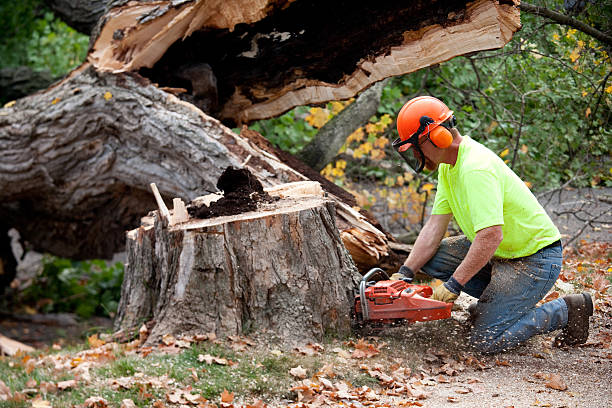 Best Tree Mulching  in Johnstonville, CA